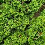 Chamaecyparis obtusa Hoja
