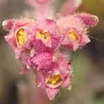 Saxifraga porophylla Floro