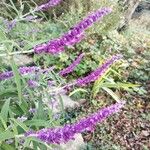 Salvia leucantha Flower