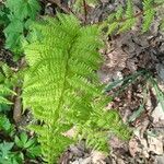 Athyrium filix-feminaLiść