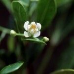 Hypelate trifoliata Flower