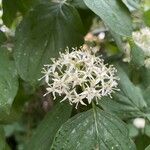 Cornus sanguineaBlomma