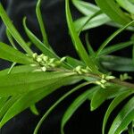 Sarcococca saligna موطن