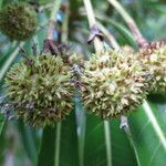 Breonadia salicina Fruit