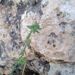 Galium verticillatum Leaf