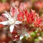Sedum moranense Flower