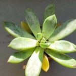 Dudleya greenei 叶