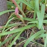 Zephyranthes rosea Lehti