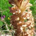 Orobanche rapum-genistae Flor