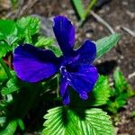 Viola altaica Flower