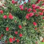 Callistemon citrinusVirág