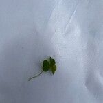 Oxalis acetosellaЛист