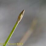 Eleocharis parvula ഫലം