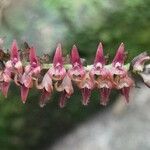 Bulbophyllum cochleatum