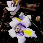 Gmelina evoluta Flor