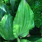 Calanthe triplicata Leaf