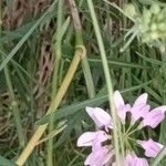 Securigera varia Blomma