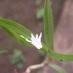 Polystachya albescens Blomma