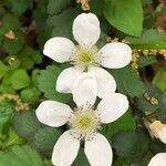 Rubus argutus Virág