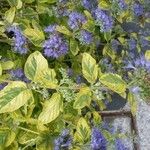 Caryopteris x clandonensis Other