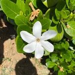Gardenia taitensis Virág