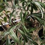 Pyrus salicifolia Foglia