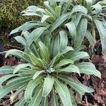 Matthiola incana Leaf