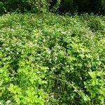 Rubus nemorosus Habit