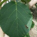 Cordia africana برگ