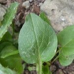 Valeriana montana Leaf