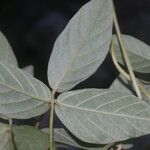 Teramnus uncinatus Leaf