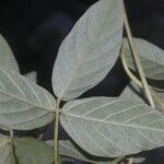 Teramnus uncinatus Hoja