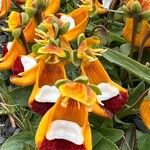 Calceolaria uniflora Blüte