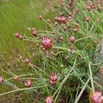 Platycapnos spicata 花