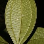 Henriettea odorata Leaf