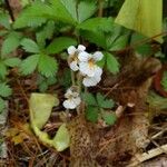 Orobanche uniflora Blomst