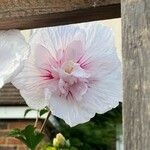 Hibiscus syriacusКветка