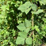 Rhynchosia minima Leaf