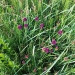 Allium rotundum Habitat