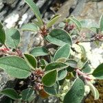 Cotoneaster integerrimus পাতা