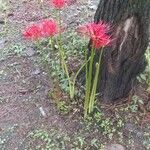 Lycoris radiata फूल