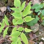 Sambucus racemosaFulla