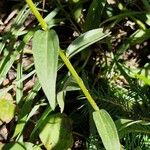 Castilleja miniata পাতা