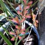 Dendrobium cymatoleguum Blüte