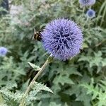 Echinops bannaticus പുഷ്പം