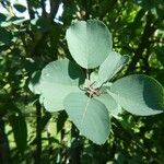 Amelanchier alnifolia Blatt