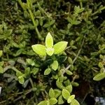 Delosperma echinatum Leaf