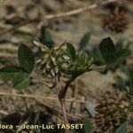 Trifolium retusum Квітка
