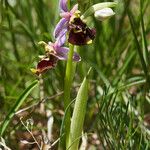 Ophrys holosericea Blomma