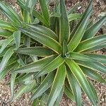 Agave demeesteriana Blatt